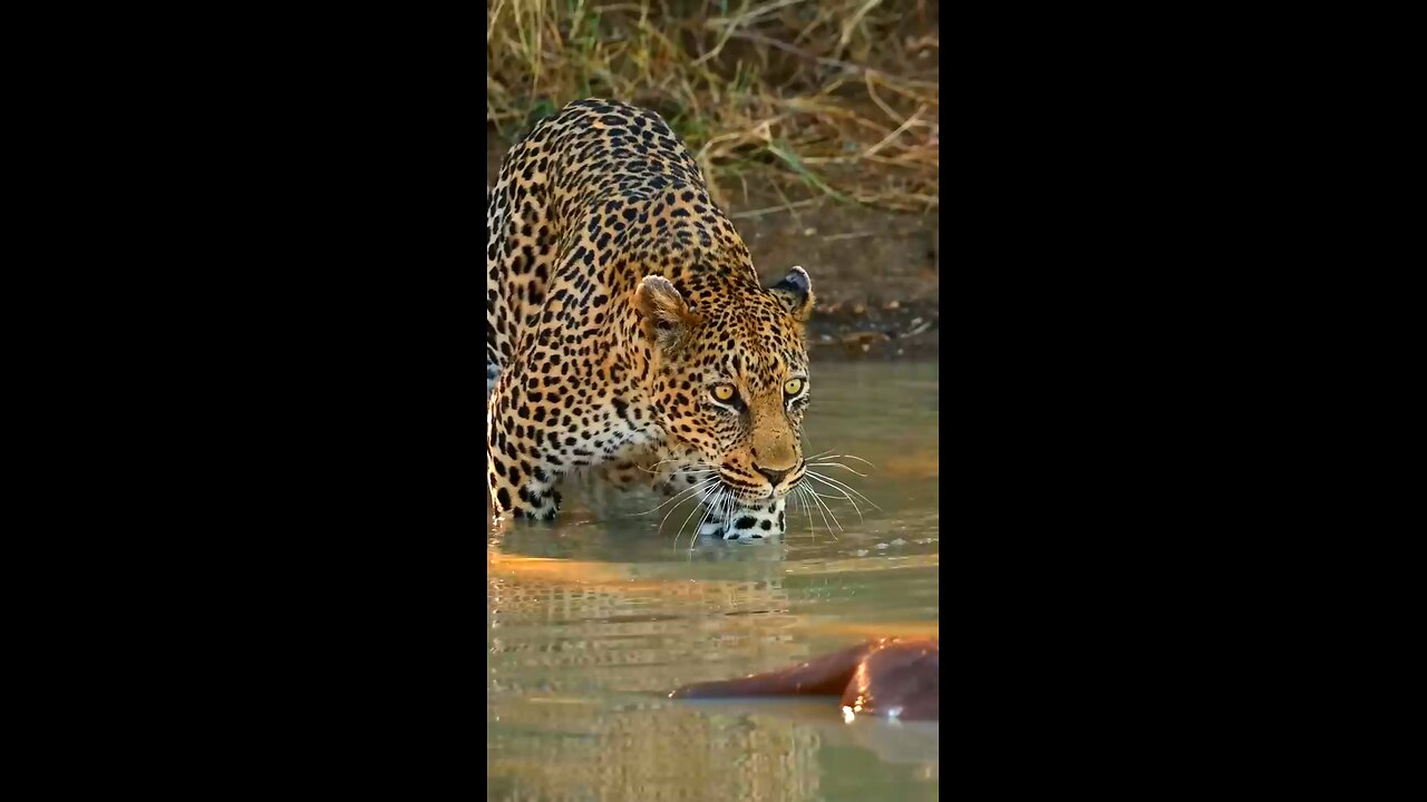 leopard 🐆