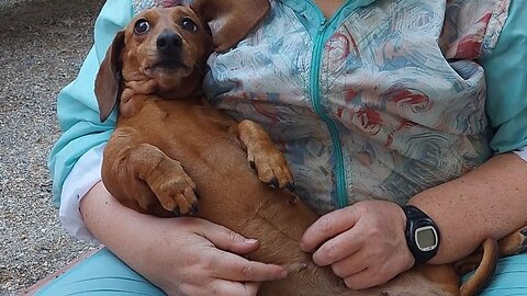 miniature dachshund cute moment instagram videos compilation , Best Friend of Life Funny sausage