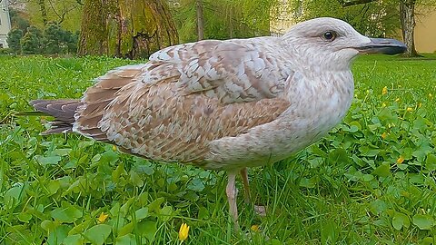 This Adolescent European Herring Gull is an Absolute Unit. Hand Feeding