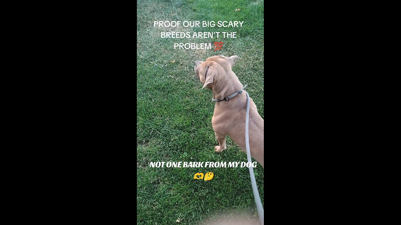 Scary dog attacks lil dog😲