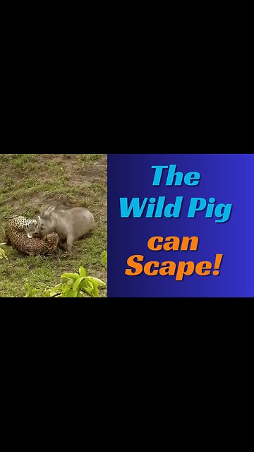 The Wild Pig Can Scape | Leopard vs wild pig