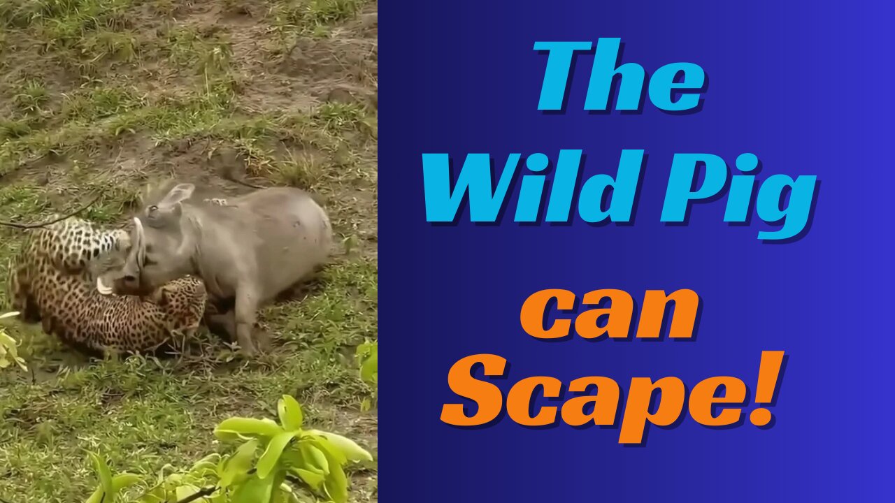 The Wild Pig Can Scape | Leopard vs wild pig