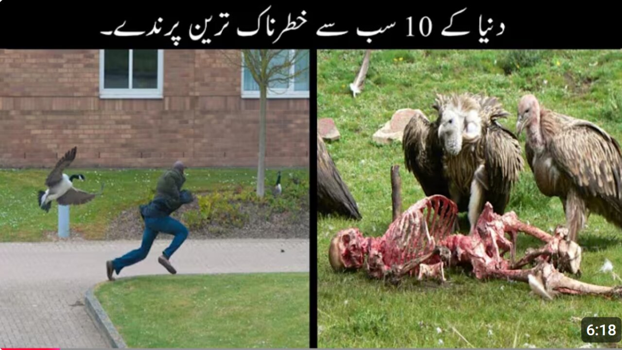 10 Most Dangerous Birds In The World