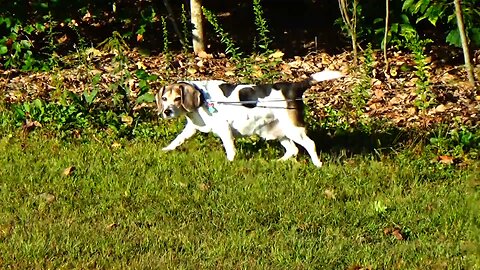Bandit
