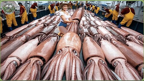 How Billions of Squid Are Caught & Processed – Inside Giant Squid Factory
