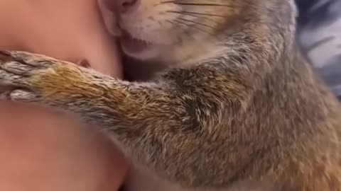 A couple rescued a squirrel that was painfully trapped and raised it by love