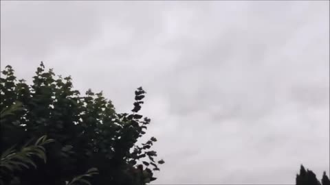 Cette vidéo montrerait un ptérodactyle à Hawaï