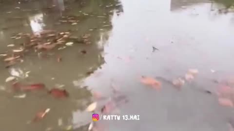 Indian road summer time 😂🤣..