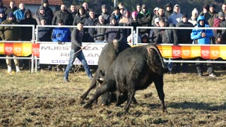 Vukodlak od Grabovca vs Afrika od Živčića Vitez 2025
