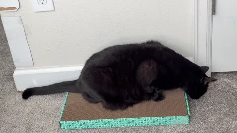 Cute Precious Piper Checks Out the Workmanship on Her New Tuffet - My Adopted Shelter Cat Vlog