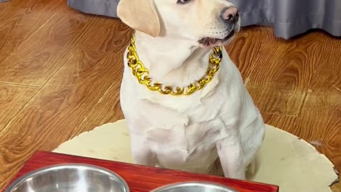 狗子：完了，我的水盆不干净了！！！Dog: It's over, my basin is not clean anymore! ！ ！