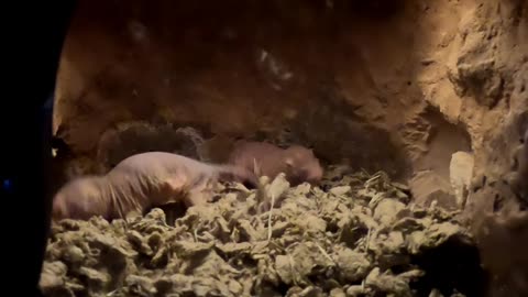 Naked Mole Rats at The San Diego Zoo