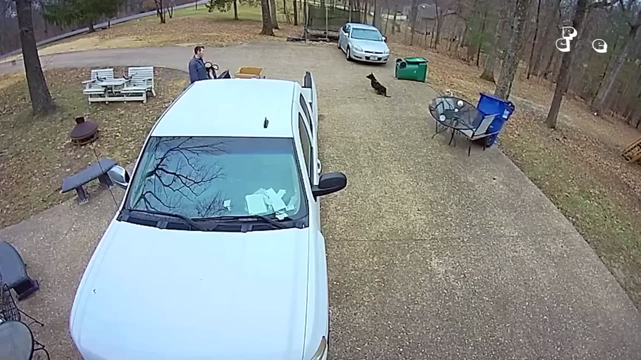Crazy Animals 🙀