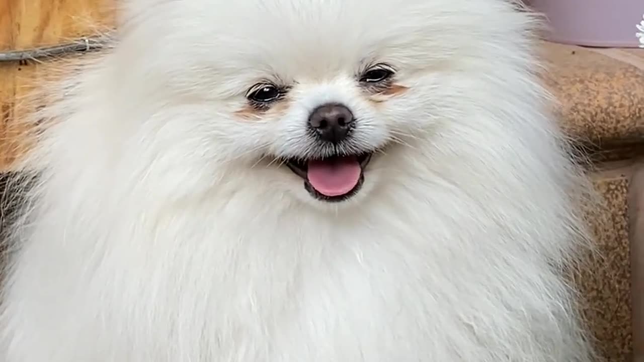 Funny video