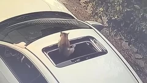 The pitfalls of trespassing 🤣