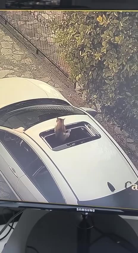 The pitfalls of trespassing 🤣