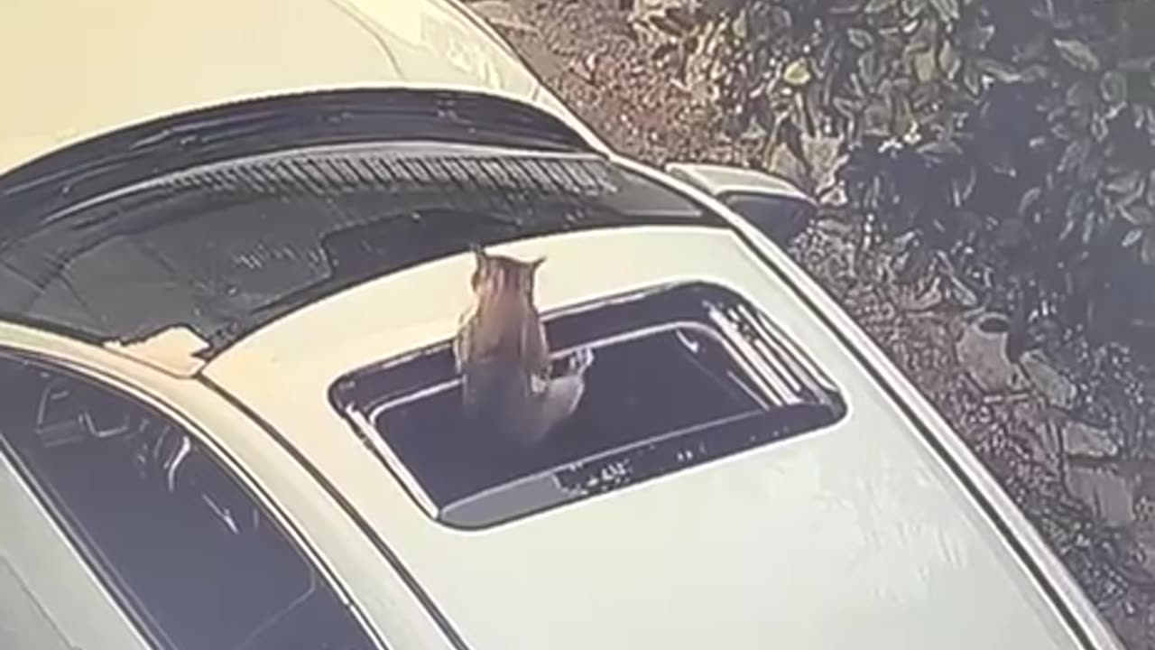 The pitfalls of trespassing 🤣