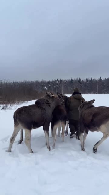 Feeding time for the moose 😊