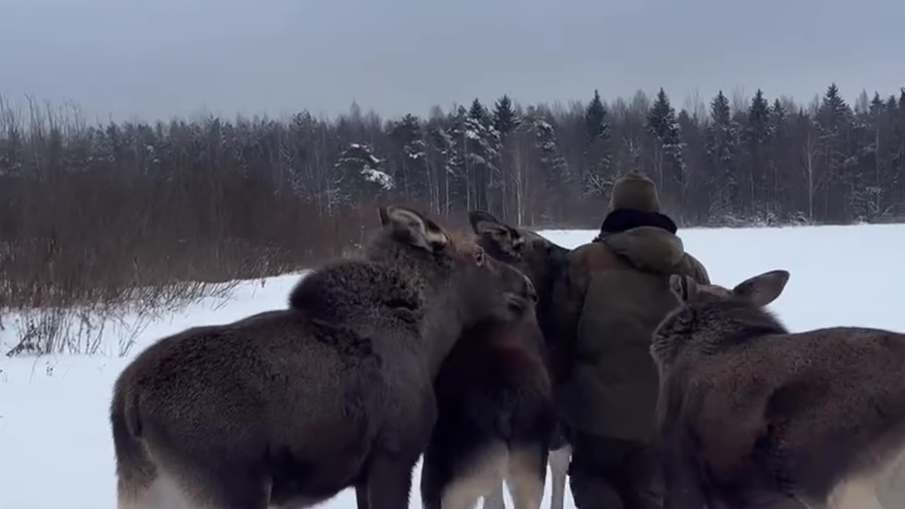 Feeding time for the moose 😊