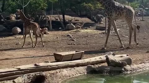 giraffe