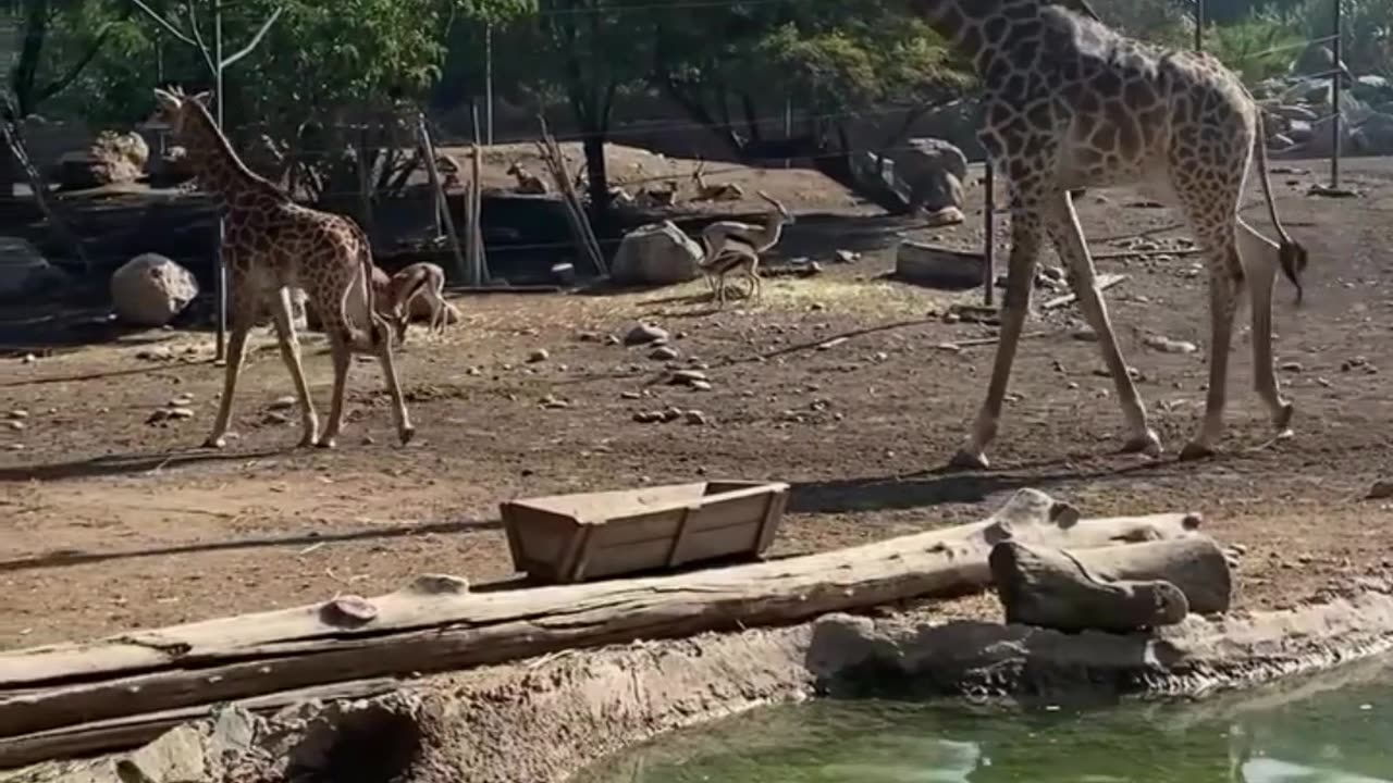 giraffe