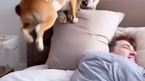 funny animal