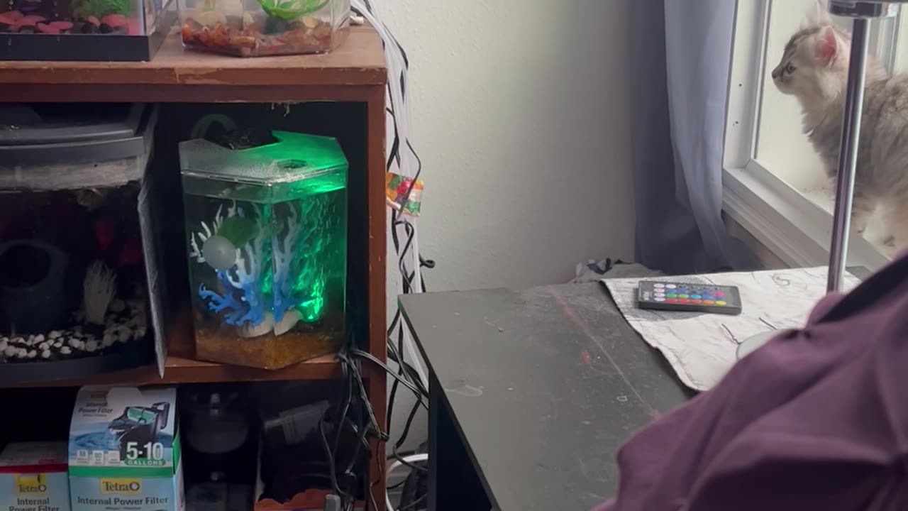 Cat Knocks Over Lamp