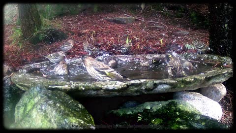 A flock of Pine Siskin (Spinus Pinus) in the bath #audiorecordingstudio #birdbathcam