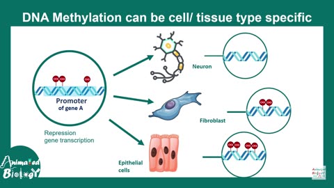 DNA methylation: What is DNA methylation and why is it important