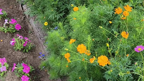 This Mornings live Pollination Video is from the Zone 13 Wildflower Area