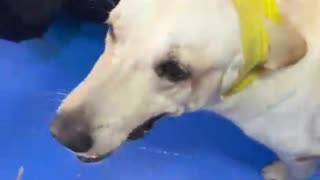 Perro atacado con arma blanca