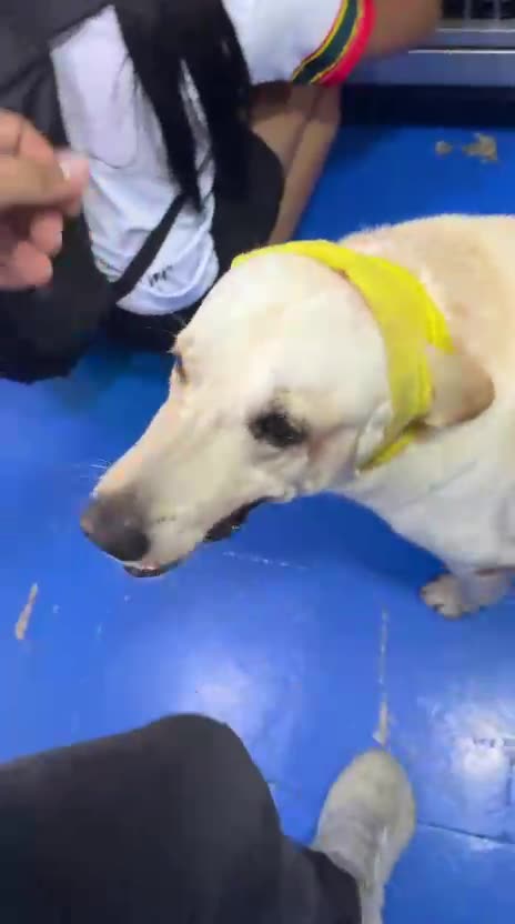 Perro atacado con arma blanca