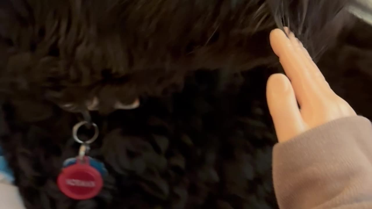 Wednesday whiskers with SPH featuring Normy and his Luigi pillow. #funny