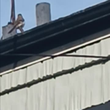 Mockingbird in backyard