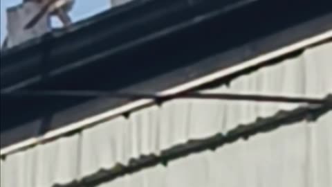 Mockingbird in backyard