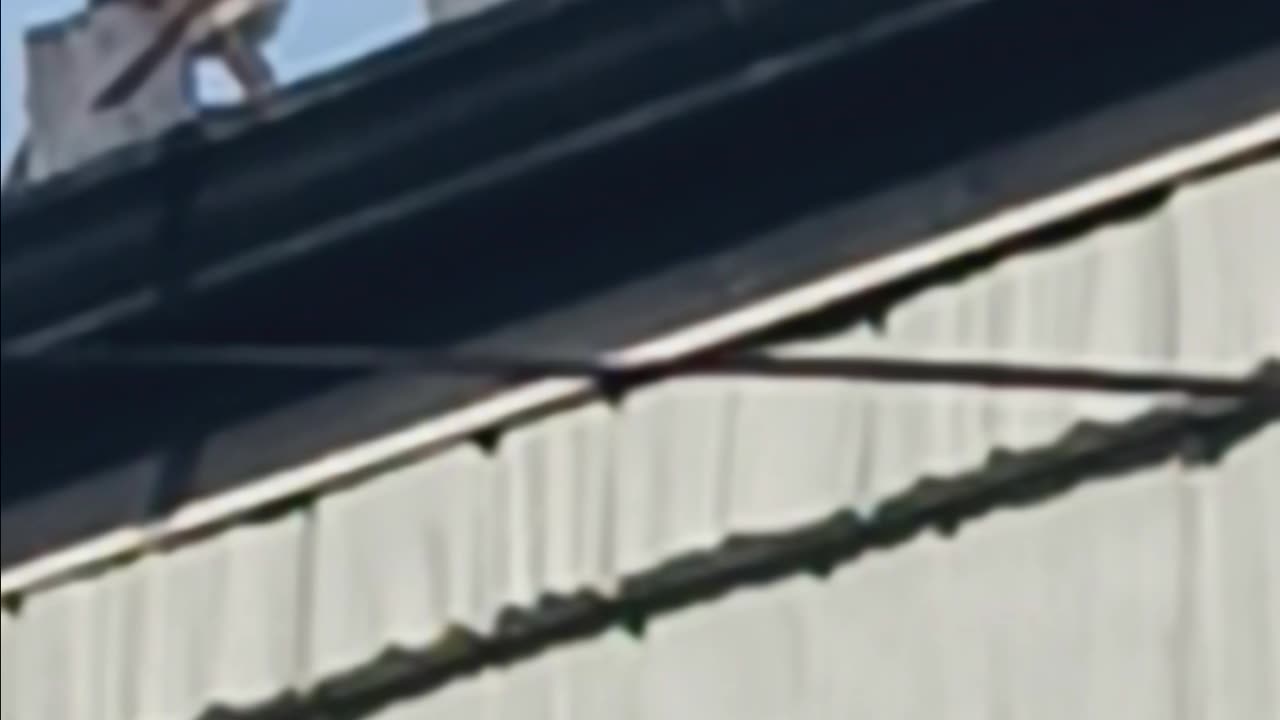Mockingbird in backyard