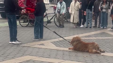 Lazy Dog Refuses to Leave Columbus Circle in NYC