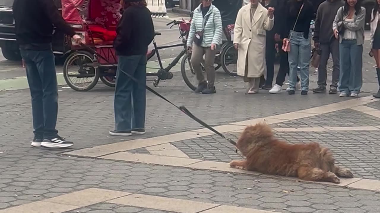 Lazy Dog Refuses to Leave Columbus Circle in NYC