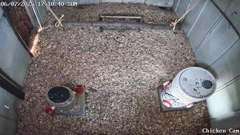 Millar Time Chicken Cam