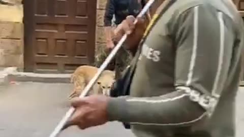 Vaccinating street dogs in Egypt peaceful video ❤️🥰