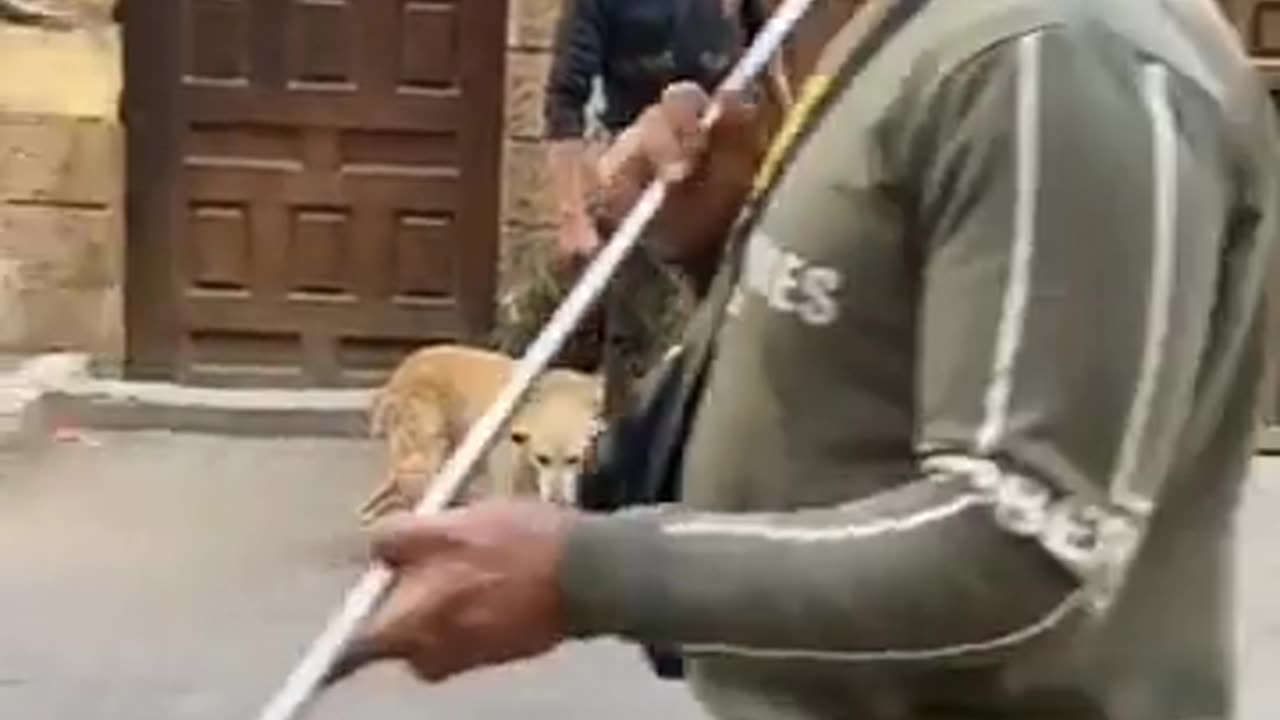 Vaccinating street dogs in Egypt peaceful video ❤️🥰