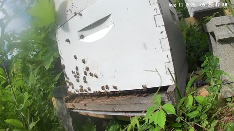Bees on a Monday Morning