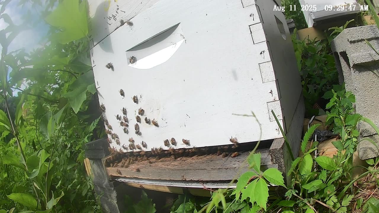Bees on a Monday Morning