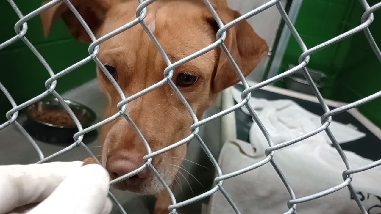 Zella 3y Pet Id 949889 kennel 2 HSSAZ shelter shy lady @ 1st but she relaxes @ full of love20251128