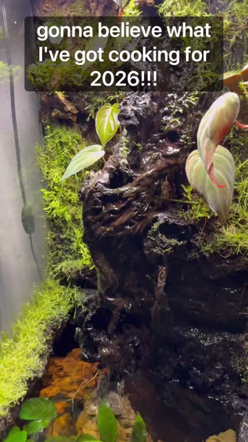 All Terrariums Of 2025!!!