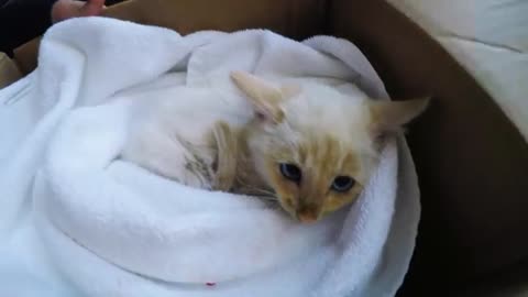 GoPro Awards: Frozen Kitten Lives