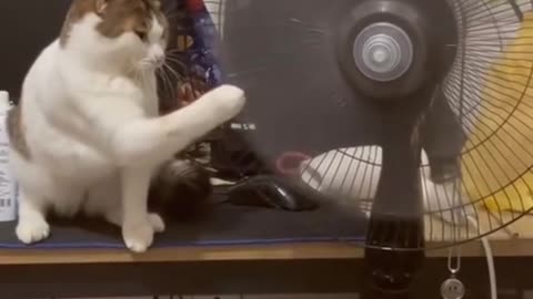 Cat video