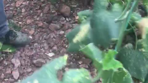 Cucumber plants are uprooted and removed from the greenhouse