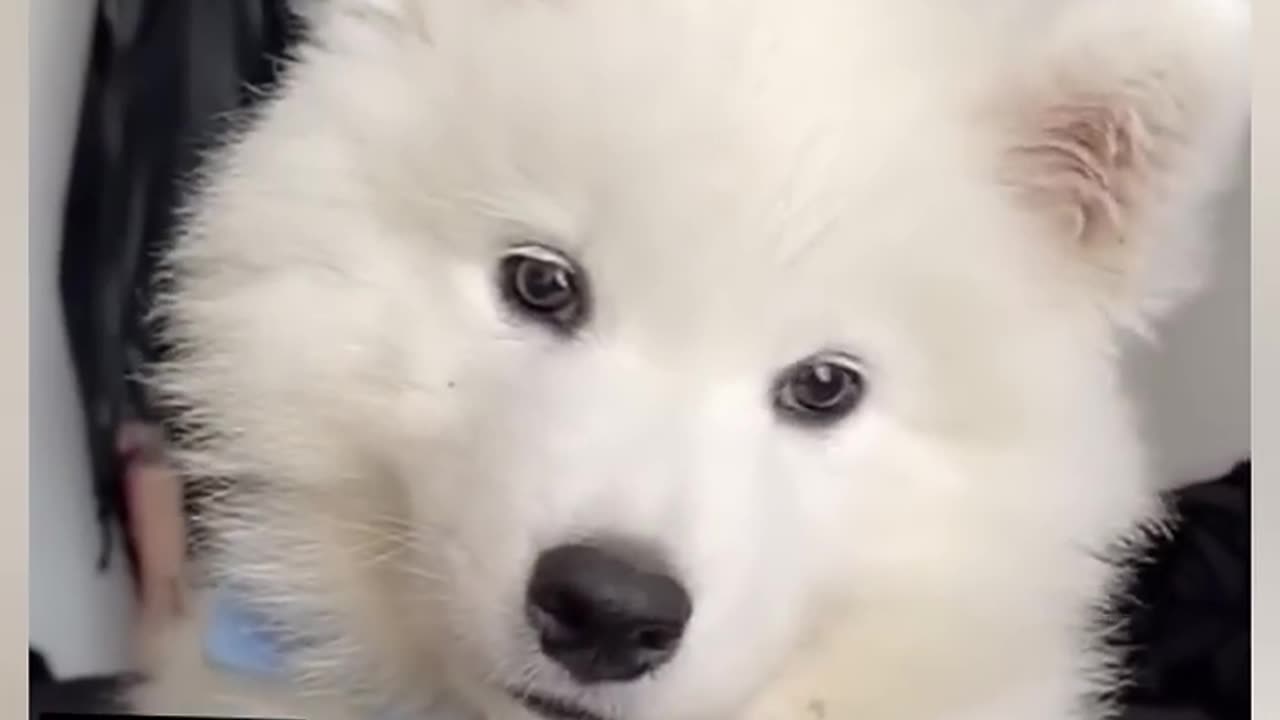 Cute puppy whining
