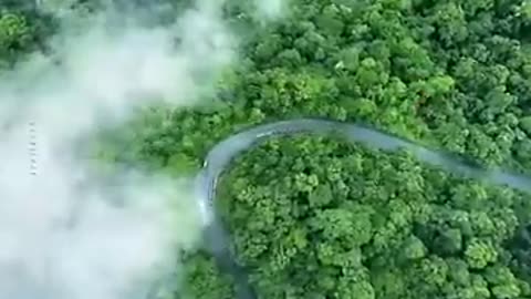 Cango-rainforest-science-sciencefacts-viralshort